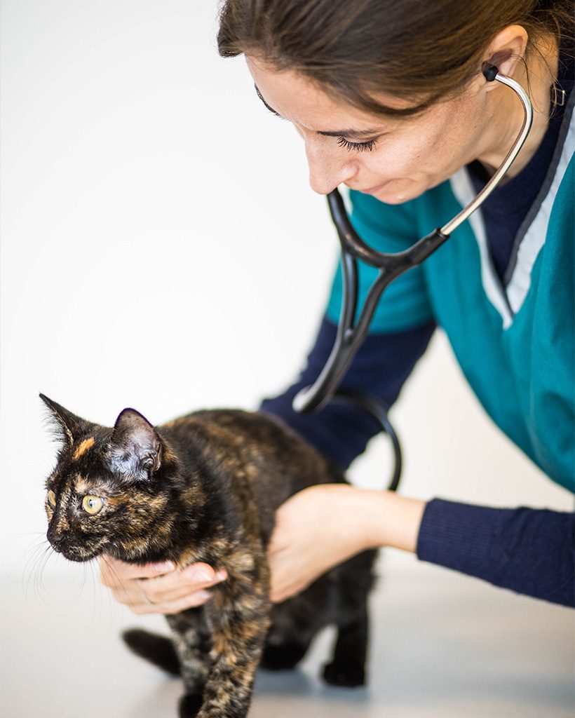 portrait-veterinaire-tarnos